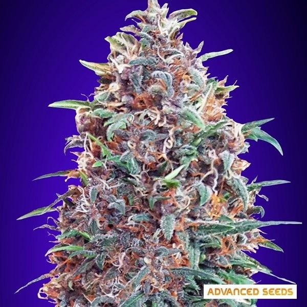 View Auto Purple Diesel planta de maconha