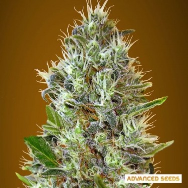 Auto planta de maconha Somango