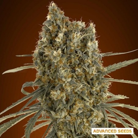Auto Jack planta de maconha Herer