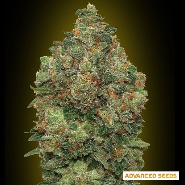 Auto Critical Soma planta maconha
