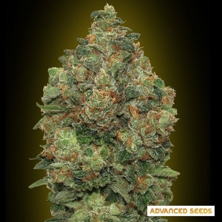 Auto Critical Soma planta maconha