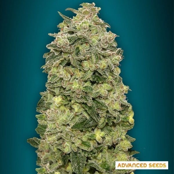 View Planta de maconha afegã Skunk