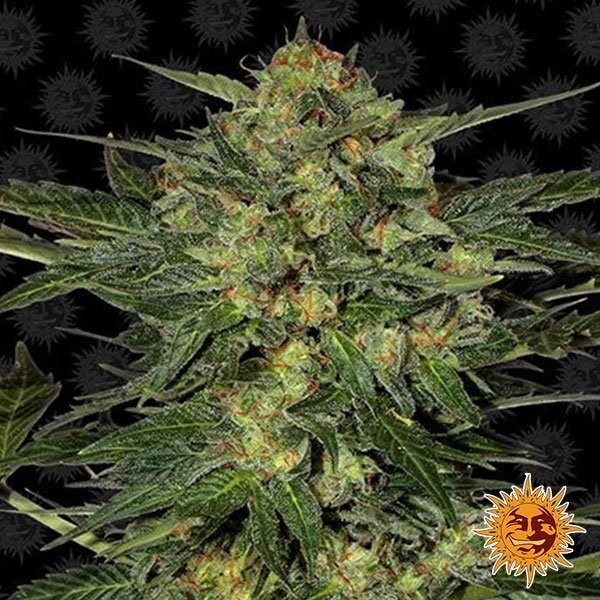 View Planta de maconha LSD