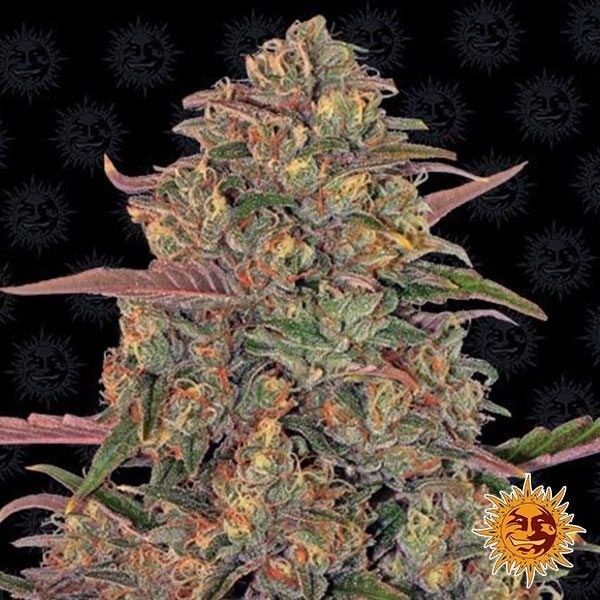 View Planta de maconha LSD