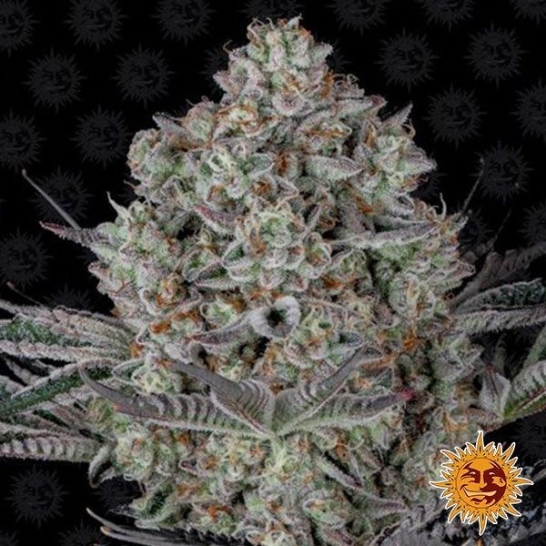 View Dois Sim Dois 33 planta de maconha