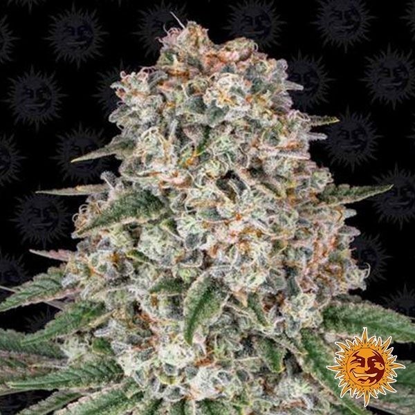 View Planta de maconha Tropicana Banana