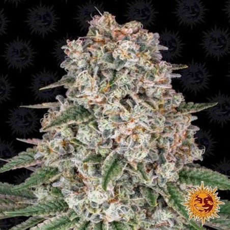 Planta de maconha Tropicana Banana