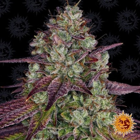 Mimosa EVO planta de maconha
