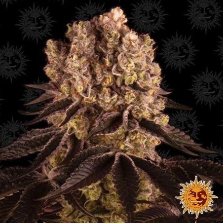 Púrpura planta de maconha