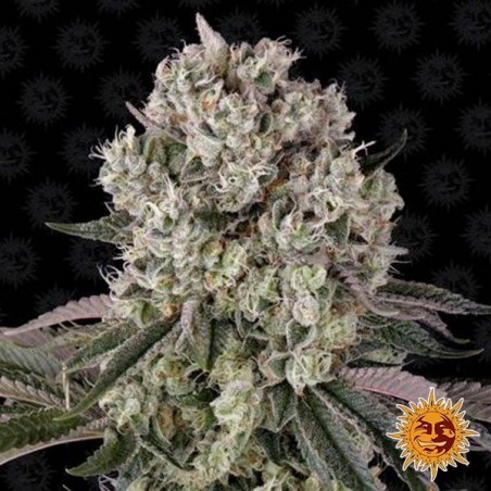 Planta de maconha Glookies