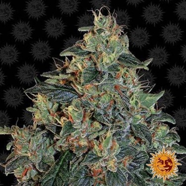 Planta de maconha Blueberry OG