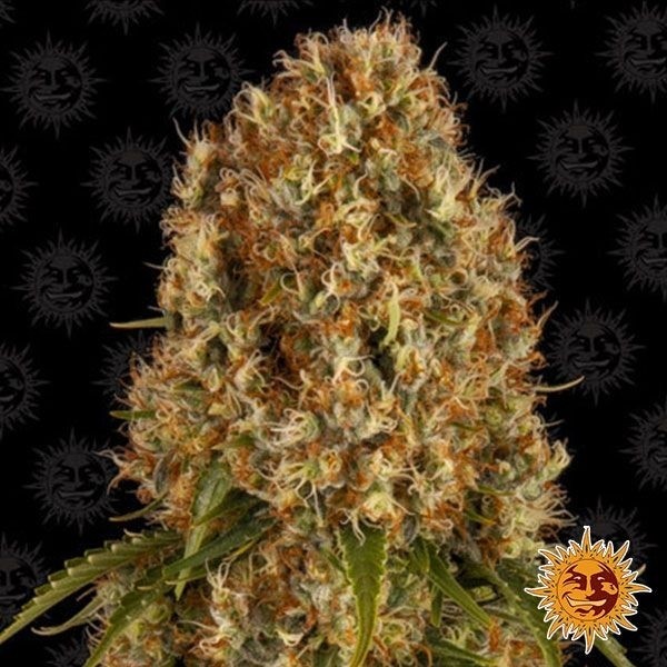 View Planta de maconha de Sherbert laranja