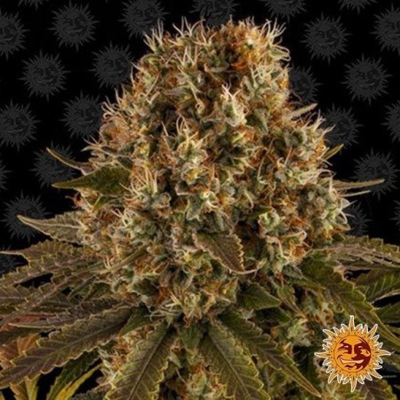 Strawberry Lemonade planta de maconha