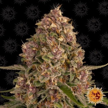 Planta de maconha rosa Kush
