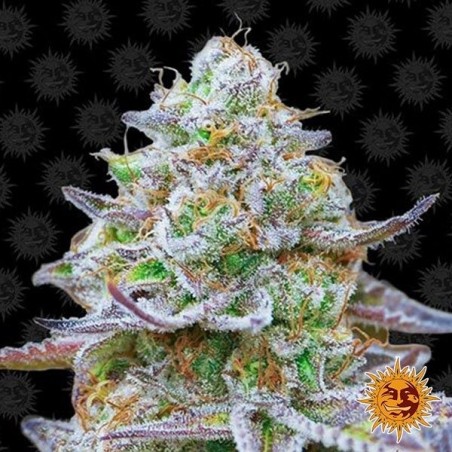 Planta de maconha Gorilla Zkittlez