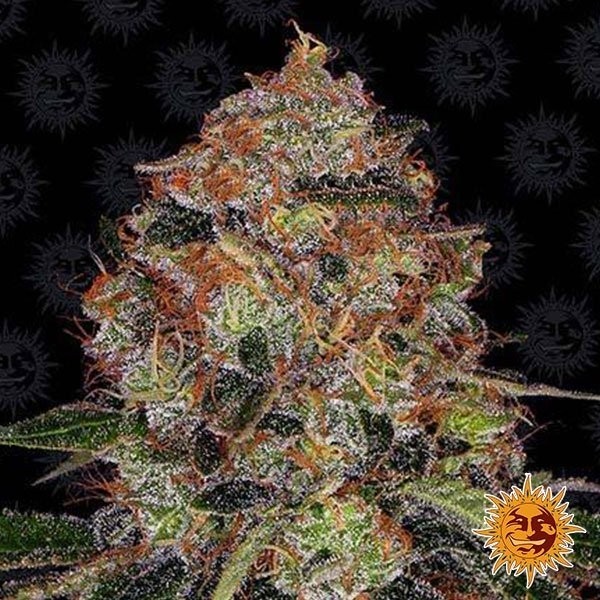 View Planta de maconha de Shiskaberry