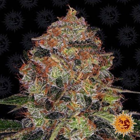 Planta de maconha de Shiskaberry