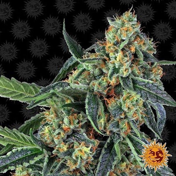 Cookies Planta de maconha Kush