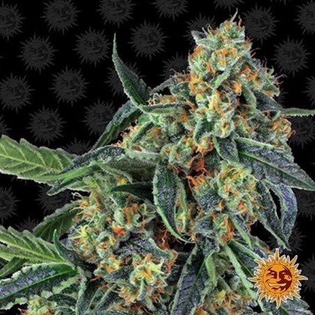 Cookies Planta de maconha Kush