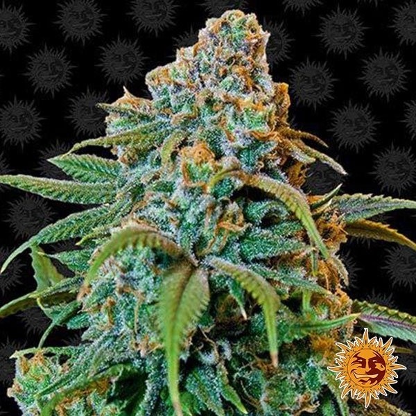 View Liberty Haze planta de maconha