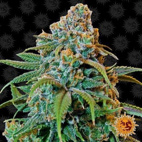 Liberty Haze planta de maconha