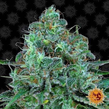 Planta de maconha de Kush crítica
