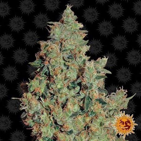 Tangerina Sonho planta de maconha