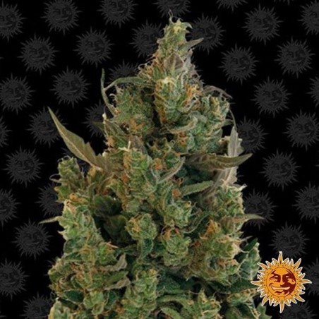 Planta de maconha de queijo azul