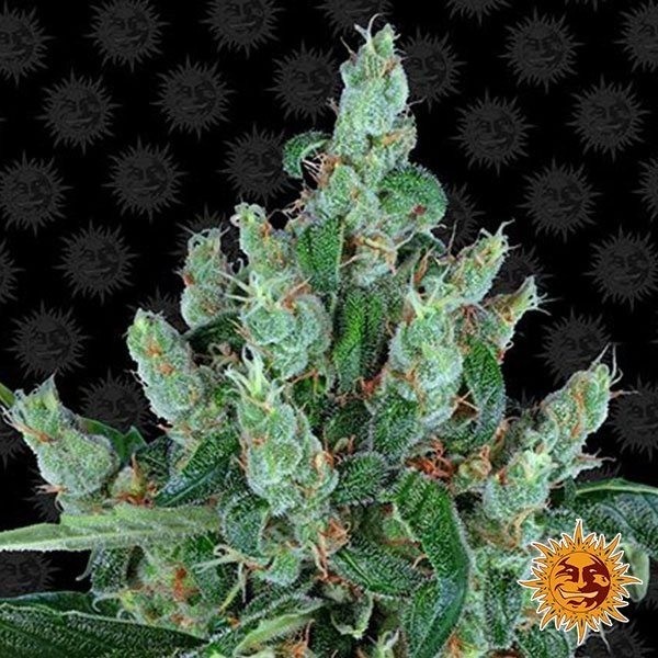 View Planta de maconha de Buda