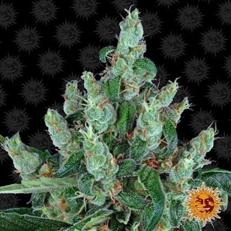 Planta de maconha de Buda
