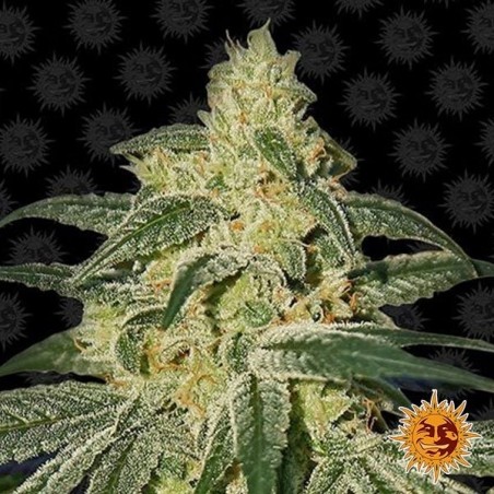 Planta de Hash Afegão Planta de maconha regular
