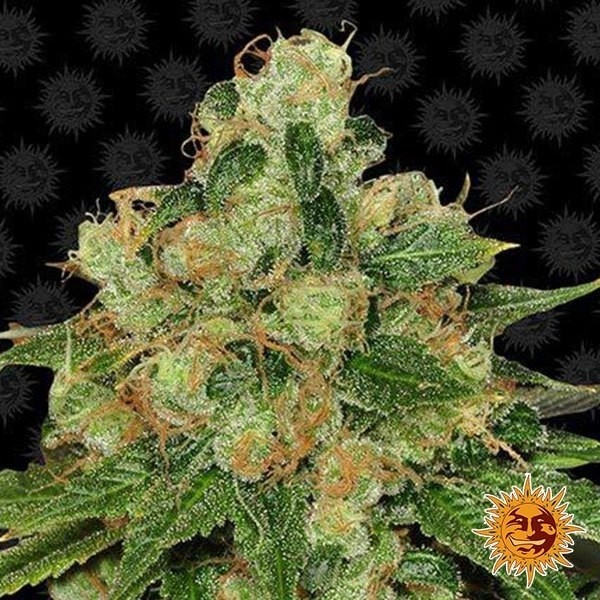 View CBD Caramel Planta de maconha regular