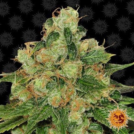 CBD Caramel Planta de maconha regular