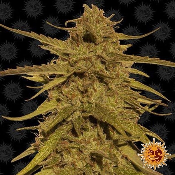 View Abacaxi Haze Planta de maconha regular