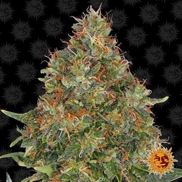Abacaxi Express Planta de maconha Auto