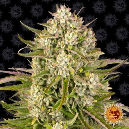 Embalagem de sementes Wedding Cake Auto