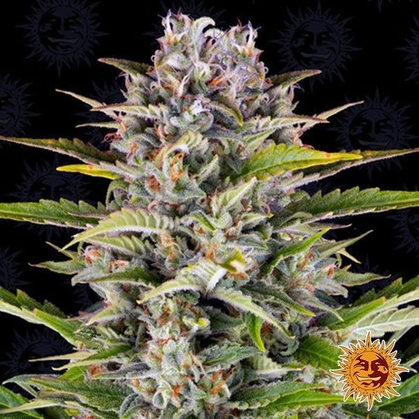 View Gorilla Zkittlez Auto planta de maconha