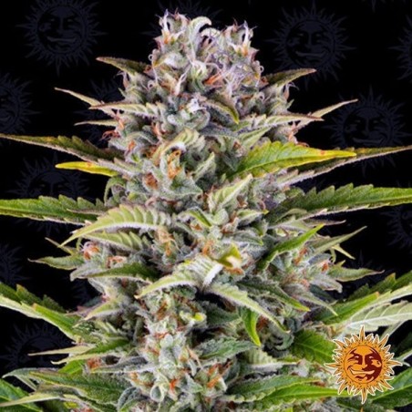 Planta de canábis Gorilla Zkittlez Auto