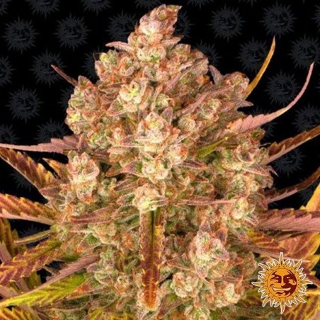 Dois Sim Dois Auto Marijuana Planta