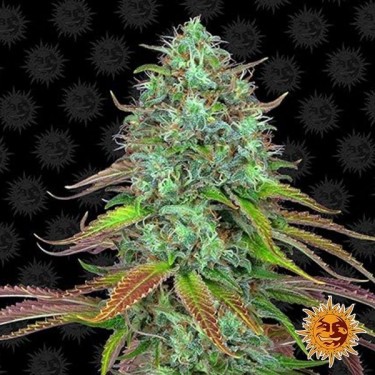 LSD Auto planta de maconha