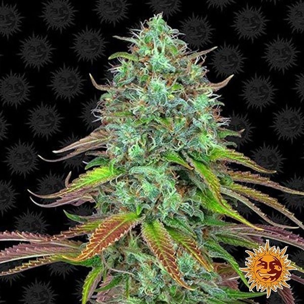 View LSD Auto planta de maconha