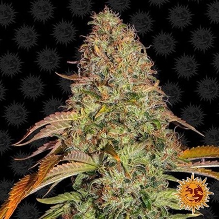 Zkittlez OG Auto planta de maconha