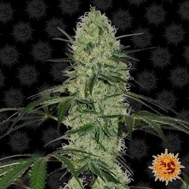Tangelo Quick Auto - Planta Marijuana