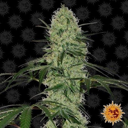Tangelo Quick Auto - Planta Marijuana