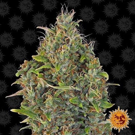 Kush crítico Auto planta de maconha