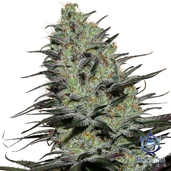 Planta de maconha Morpheus