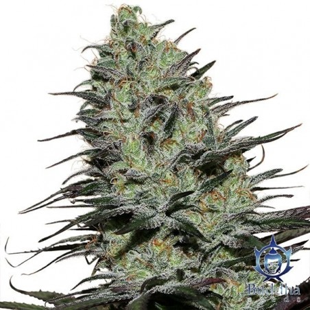 Planta de maconha Morpheus