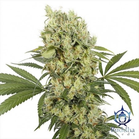 Medikit planta de maconha
