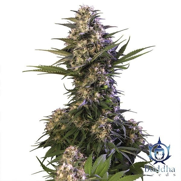 Planta de maconha Kraken