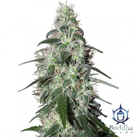 Imprensa planta de maconha